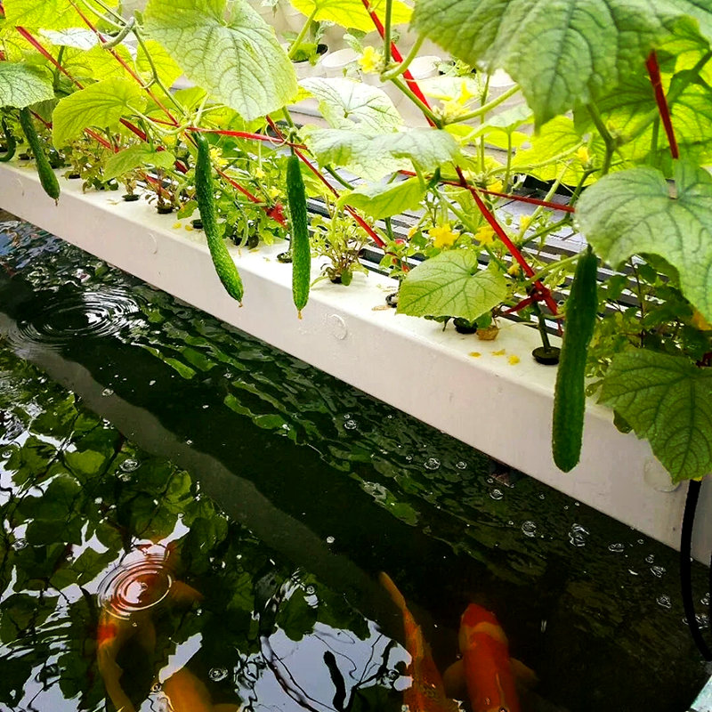 东莞市空中草莓鱼菜共生 - 价格