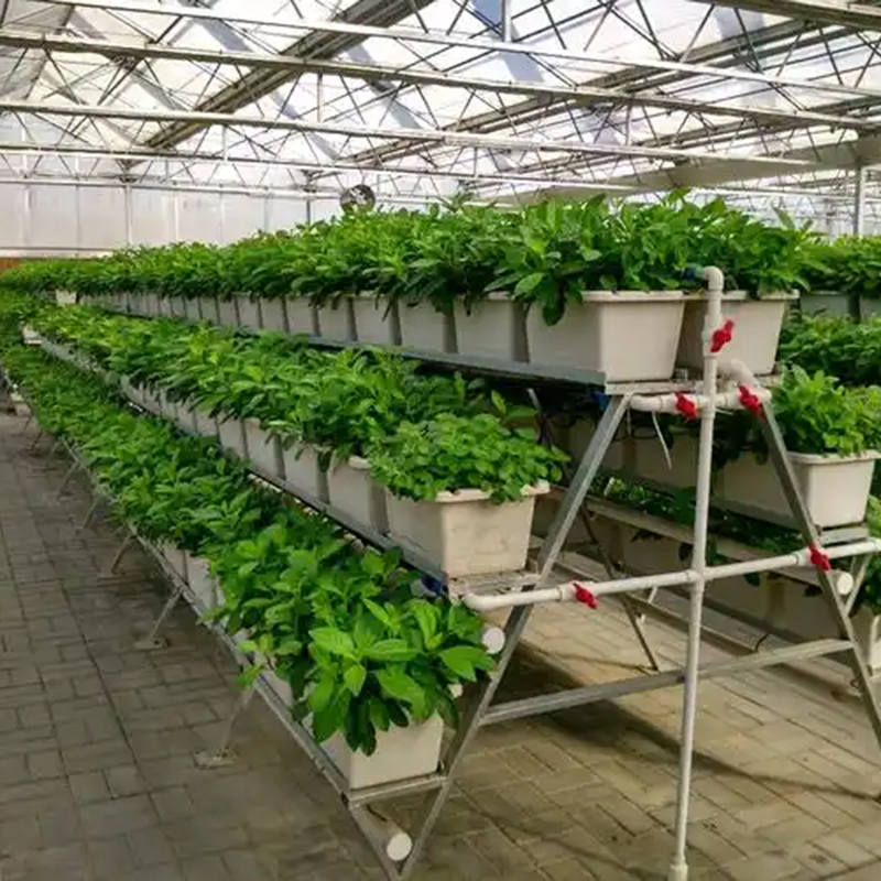 东莞市植物工厂空中草莓 - 推荐